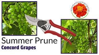 Summer Grape Pruning