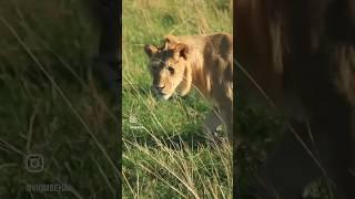 Monarchs of the Savannah,  Africa's Magnificent Lions"