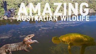 Searching for AMAZING Australian Animals With The Crazy Bushman !!