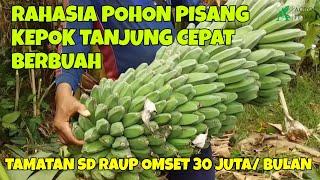 RAHASIA CARA MENANAM POHON PISANG KEPOK TANJUNG CEPAT BERBUAH ||PETANI TAMATAN SD RAUP OMSET 30 JUTA