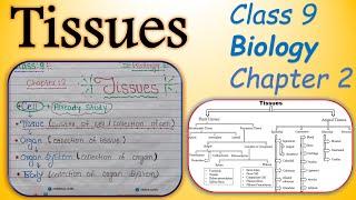 Class 9 Science (Biology) Chapter 6 Tissue Notes | TISSUE CLASS 9 | #toptargeteducation
