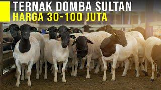 Ternak Domba Sultan Indukan Dari Australia Harga Ratusan Juta