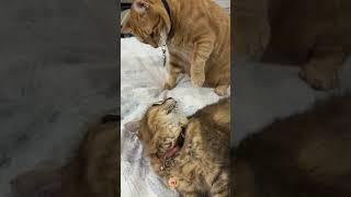 #funny #foryou #cat #cute #shortvideo #cutecat #funnyvideo