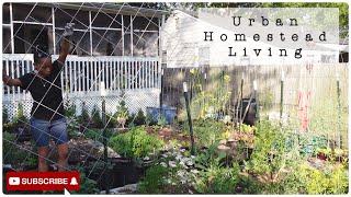 Urban Homestead Living | Getting Everything Done | Planting | Trellises (Chickens At The End)
