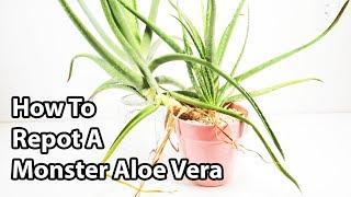 How To Repot And Divide Aloe Vera Plants ( Repotting Tips )