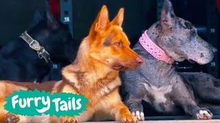 Dogs Look After Little Girl | Furry Tails