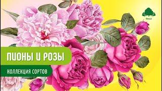 Пионы и розы Коллекция сортов