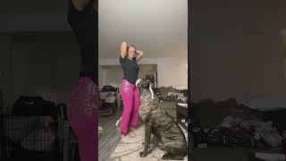 Dog hates making TikTok videos