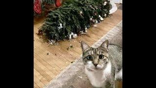  Коты не любят праздники!  Смешное видео с котами и котятами для хорошего настроения! 