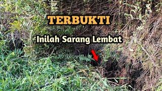 CARA MENCARI LOBANG LEMBAT DI PERKEBUNAN KELAPA SAWIT|| TERBUKTI AMPUH