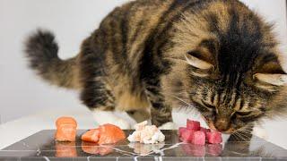 Cat eats raw salmon sashimi, tuna and shrimp (ASMR) - Кот ест сашими