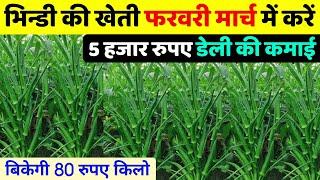 February March me bhindi ki kheti 2025 | भिंडी की खेती कब और कैसे करें | Okra farming, hybrid bhindi