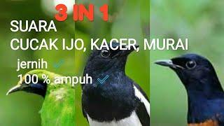 MASTERAN MURAI, KACER, CUCAK IJO KOMPILASI