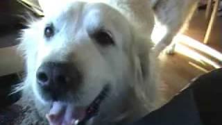 Golden retriever Zeus talking