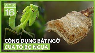 Tổ bọ ngựa - vị thuốc "vàng" cho cả nam và nữ | VTC16