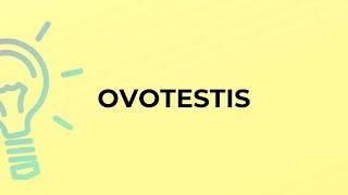 What is the meaning of the word OVOTESTIS?