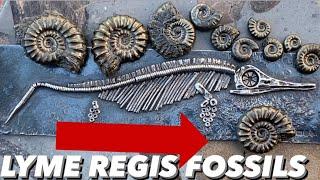 Professional Fossil Hunter’s Luck At Lyme Regis.