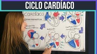 CICLO CARDÍACO ¡fácil explicación!  | Mentes Médicas