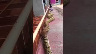 змея кобра ест огромного питона  #животные #reptilesoftiktok #змея #птица #snakesoftiktok