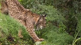 The Land of the Iberian Lynx: Camera Trapping for Conservation