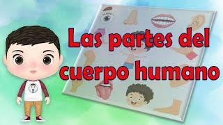 cuales son las partes del cuerpo humano