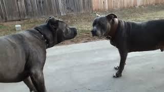 cane corso meets blue nose pittbull