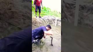 SERANGAN FATAL DUA KING COBRA BES4R