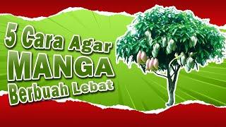 5 Cara Membuat Pohon Mangga Berbuah Lebat | 100% BERHASIL