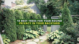 10 Best Trees for Year-Round Privacy in Your Backyard