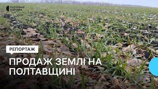 2024-го року Полтавщина стала лідером з продажу земель: чому та хто купує