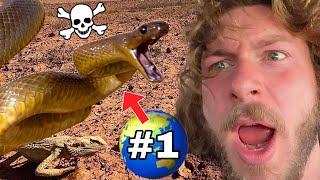 Finding World's MOST VENOMOUS SNAKE! @jesses_wildlife