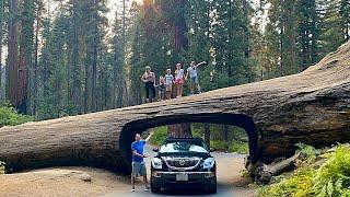 Sequoia National Park - Tunnel Log, Giant Forest, General Sherman, Grant Grove