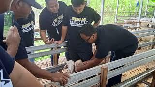 Kewirausahaan sosial - Sekolah ternak domba didesa jatisari madiun