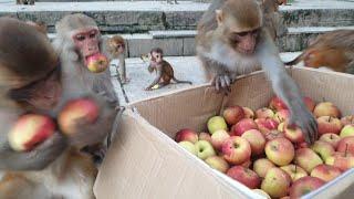 Monkey eat one box apple