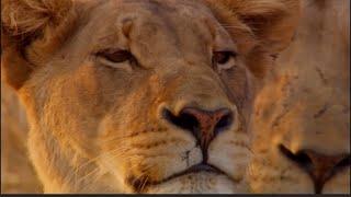 الحيوانات الأكثر فتكاً في أفريقيا 4: جنة المفترسات | جديد 2023