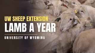 University of Wyoming Sheep Extension Lamb A Year