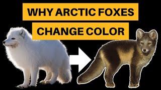 Why Arctic Foxes Change Color [+ How They Do It]