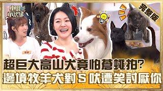 叫工讀生出來！超巨大高山犬竟怕蒼蠅拍？邊境牧羊犬不給面子狂對小Ｓ吠遭笑：牠討厭你！【#小姐不熙娣】20250217 完整版 EP749 林予晞 王渝萱