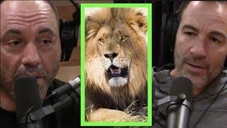 Rogan & Callen Talk Africa, Mosquitoes, and Scary Animals