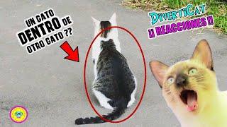 Estos GATOS  son reales? Reaccionando a FOTOS de gatos con MANCHAS RARAS!! /Adry y sus DivertiCAts