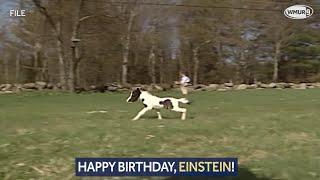 Video: Miniature horse Einstein celebrates 12th birthday