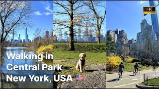 Walking in Central Park Spring 2024, New York, USA  [4K 60FPS]