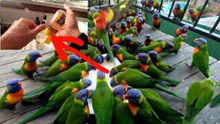 Lorikeet attracting SECRET FORMULA!!!️