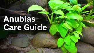 Anubias Plant Care Guide for Beginners: Easy Tips, Tricks and Tutorial 