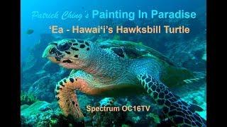 ʻEa Hawksbill Turtle PIP Episode