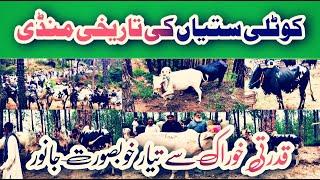 kotli sattian mandi  part 2| qurbani 2021 |Eid 2021 | Kotli sattian 2021| mateen vlogs