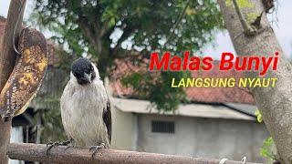 \MP3 Suara Burung Kutilang Gacor MengGaruda Paling Top Buat Masteran Kutilang Dan Pikat 004