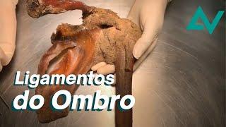 Ligamentos do ombro