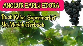 Anggur Jenis Early Edora Yg Lagi viral...!