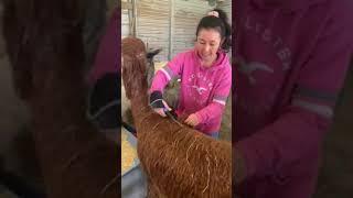 Hand Shearing Alpaca with Attitude